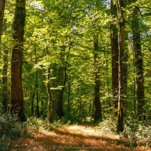 Forêt de Tronçais sept 2022 by @NataFranceAuvergne-9